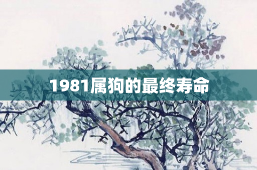 1981属狗的最终寿命