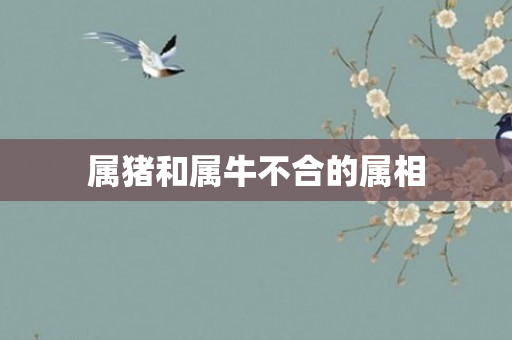 属猪和属牛不合的属相