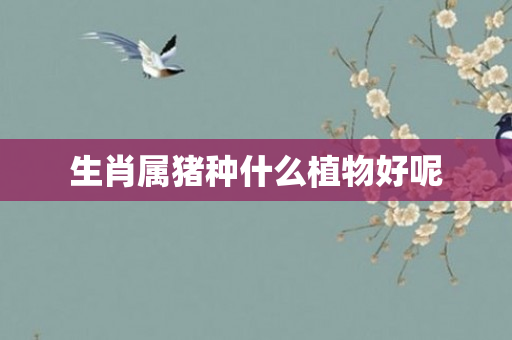 生肖属猪种什么植物好呢
