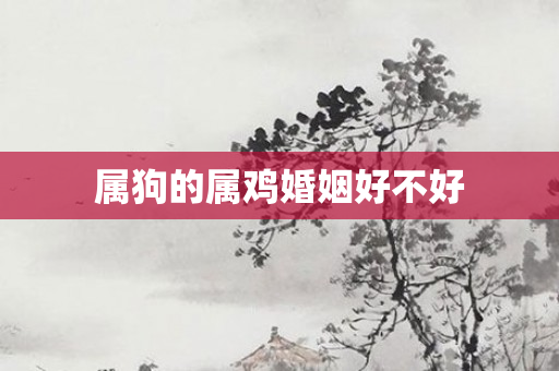 属狗的属鸡婚姻好不好