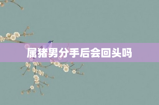 属猪男分手后会回头吗