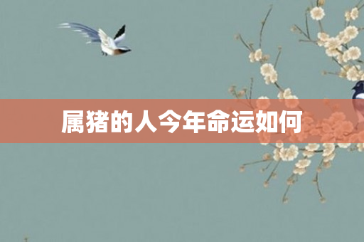 属猪的人今年命运如何