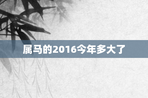 属马的2016今年多大了