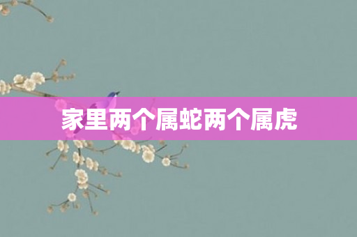 家里两个属蛇两个属虎