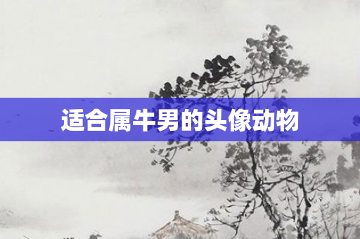 适合属牛男的头像动物