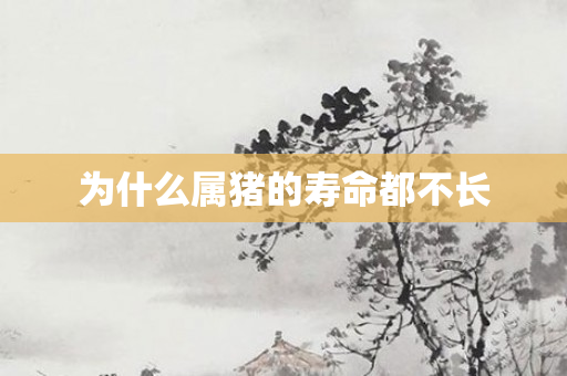 为什么属猪的寿命都不长
