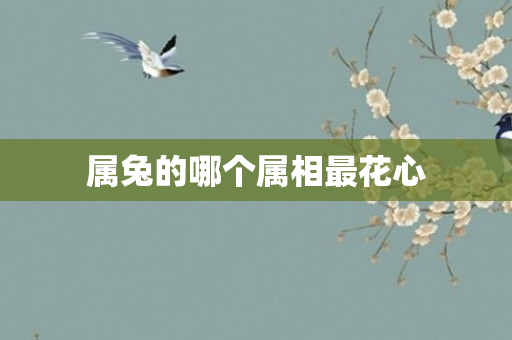 属兔的哪个属相最花心