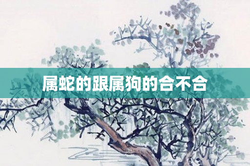 属蛇的跟属狗的合不合