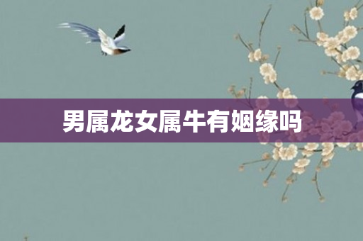 男属龙女属牛有姻缘吗