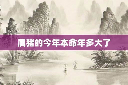 属猪的今年本命年多大了
