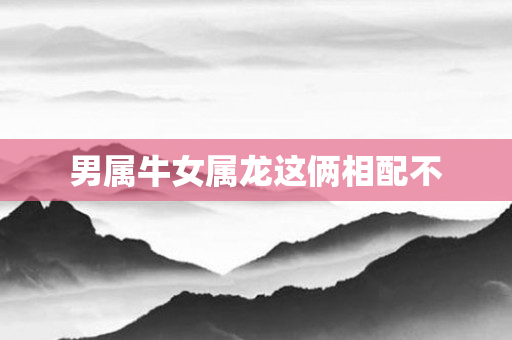 男属牛女属龙这俩相配不