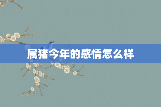 属猪今年的感情怎么样