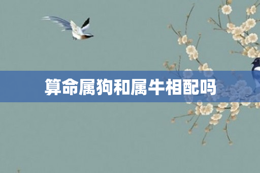 算命属狗和属牛相配吗