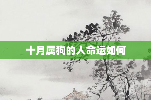 十月属狗的人命运如何
