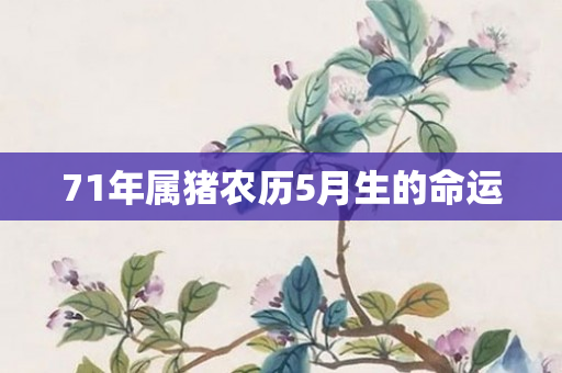 71年属猪农历5月生的命运