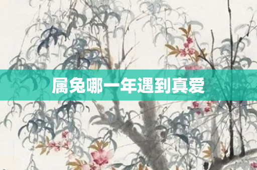 属兔哪一年遇到真爱