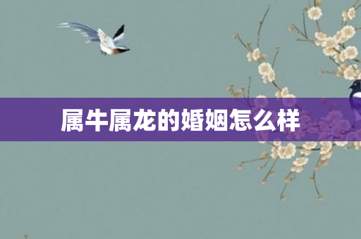 属牛属龙的婚姻怎么样