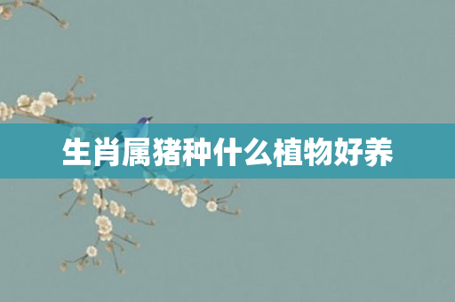 生肖属猪种什么植物好养