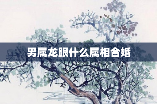 男属龙跟什么属相合婚