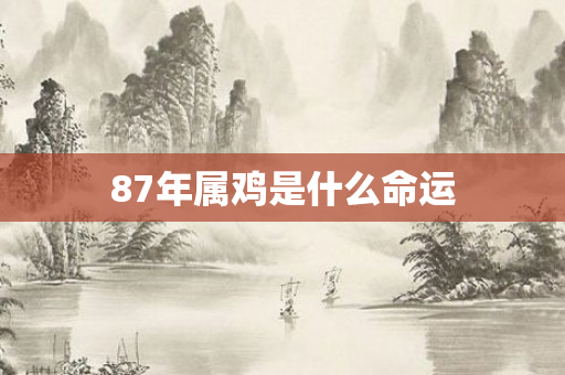 87年属鸡是什么命运