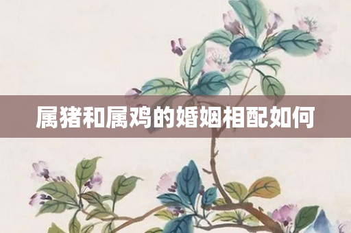 属猪和属鸡的婚姻相配如何