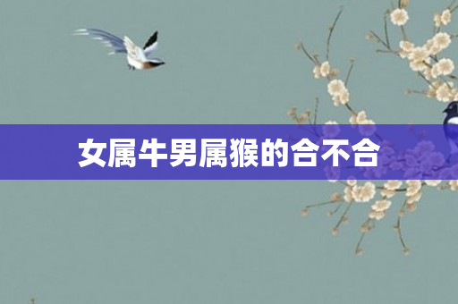 女属牛男属猴的合不合