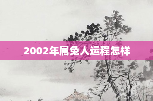 2002年属兔人运程怎样