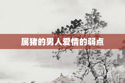 属猪的男人爱情的弱点