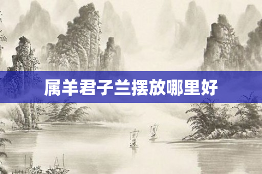 属羊君子兰摆放哪里好