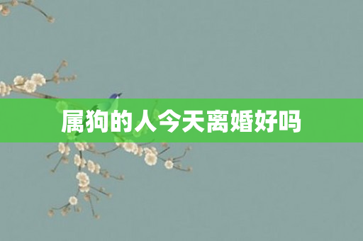 属狗的人今天离婚好吗