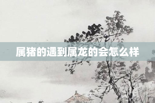 属猪的遇到属龙的会怎么样