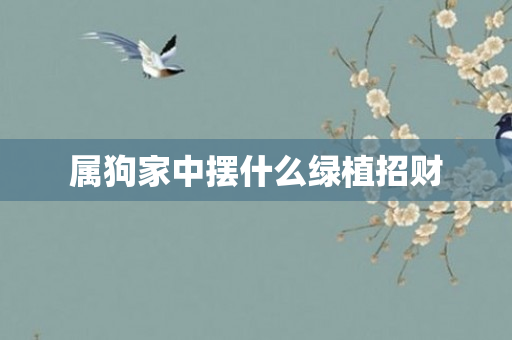 属狗家中摆什么绿植招财