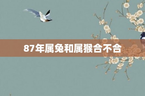 87年属兔和属猴合不合