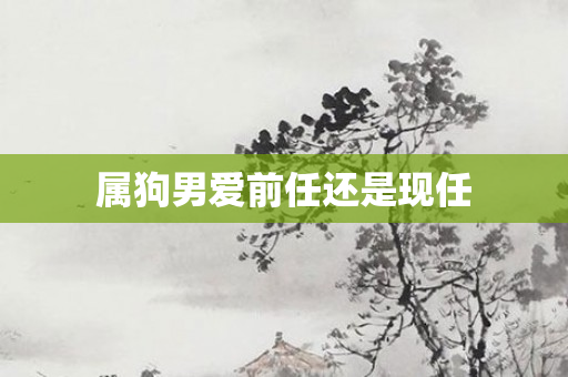 属狗男爱前任还是现任