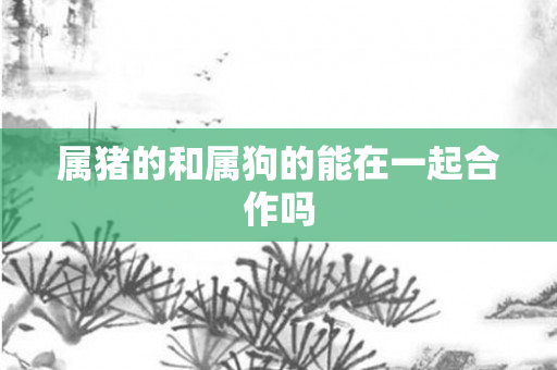 属猪的和属狗的能在一起合作吗