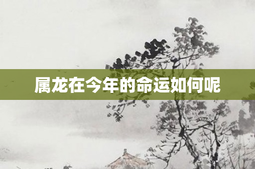 属龙在今年的命运如何呢