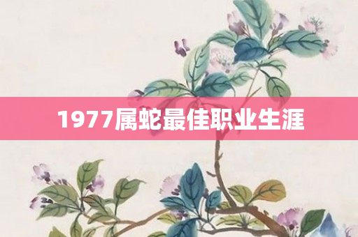 1977属蛇更佳职业生涯