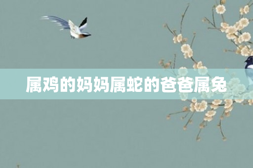 属鸡的妈妈属蛇的爸爸属兔