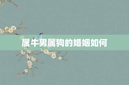 属牛男属狗的婚姻如何