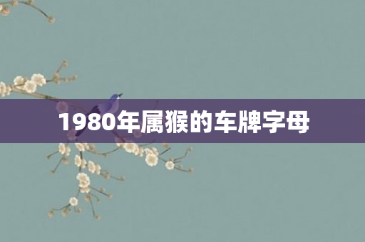 1980年属猴的车牌字母
