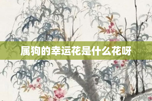 属狗的幸运花是什么花呀