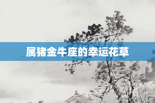属猪金牛座的幸运花草