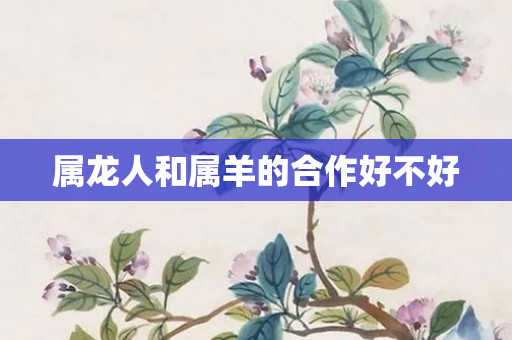 属龙人和属羊的合作好不好