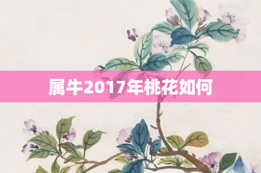 属牛2017年桃花如何