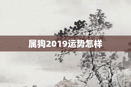 属狗2019运势怎样