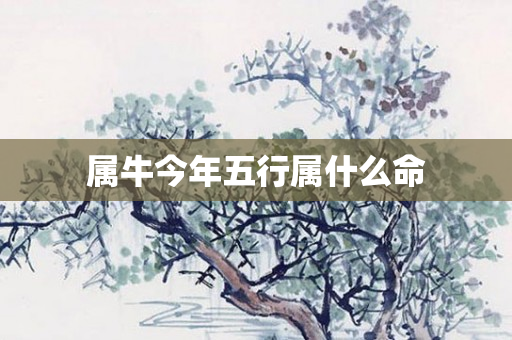 属牛今年五行属什么命