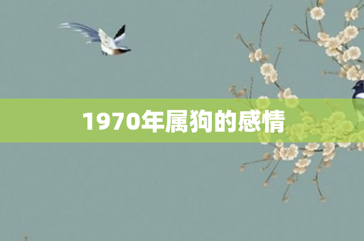 1970年属狗的感情