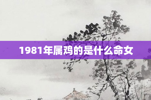 1981年属鸡的是什么命女