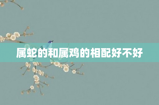属蛇的和属鸡的相配好不好