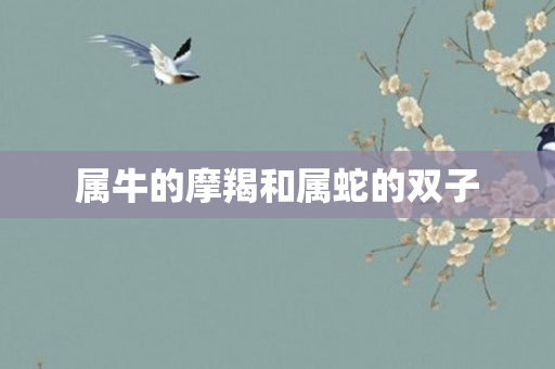 属牛的摩羯和属蛇的双子
